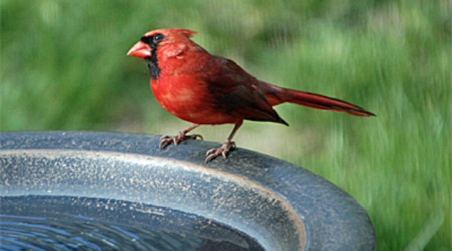 Northern Cardinal at Birdbath