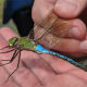 Dragonflies and Damselflies of Loudoun County: An Introduction