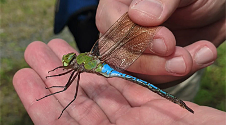 Dragonfly