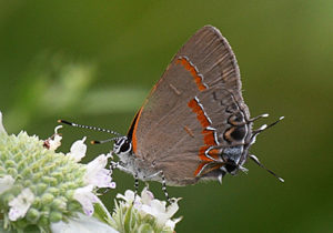 Red-banded Hairstreak butterfly