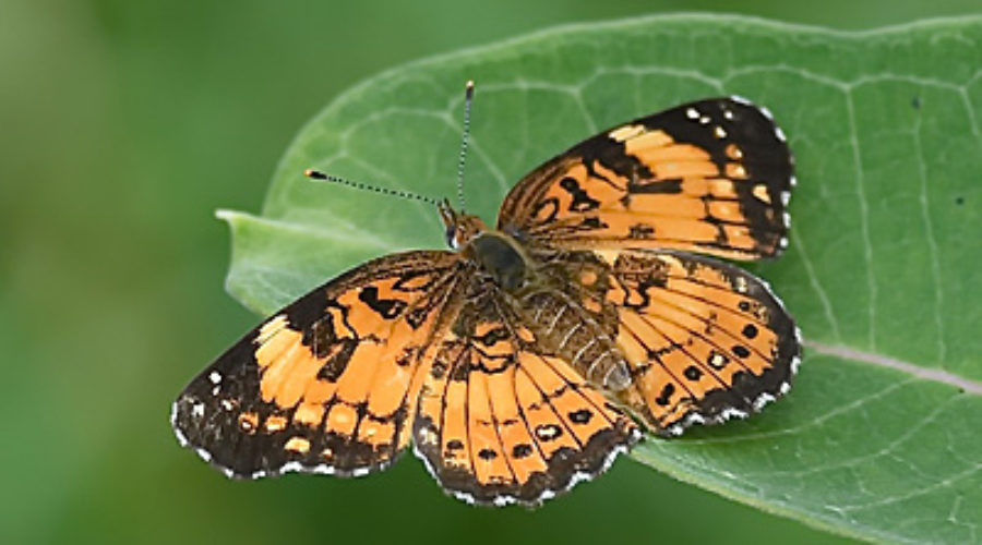 Silvery Checkerspot butterfly