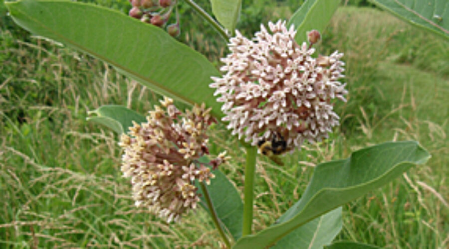 Common Milkweed