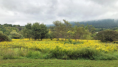Field of goldenrod