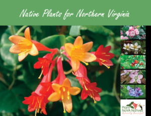 Native Plants for Northern Virginia guide