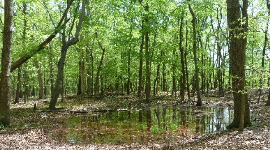 Vernal Pool