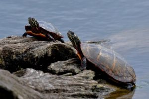 basking turtles