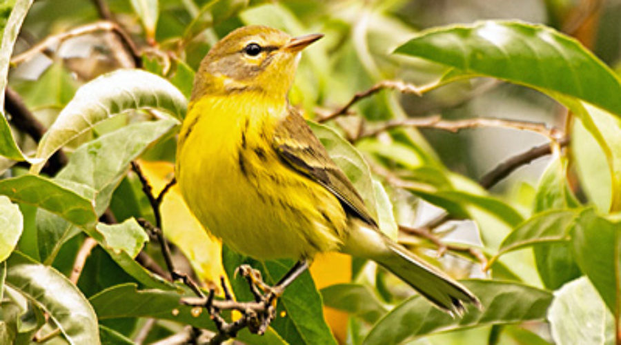 Prairie Warbler at Banshee Reeks