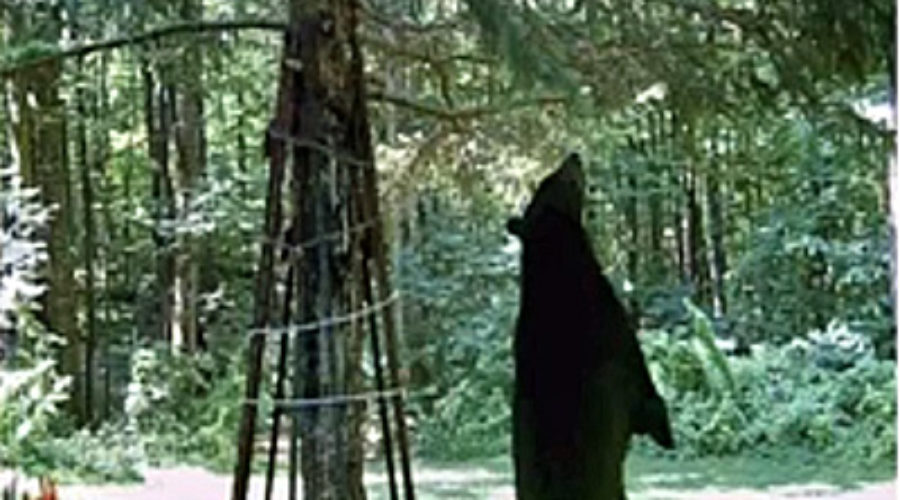 Fascinating Facts About Bears
