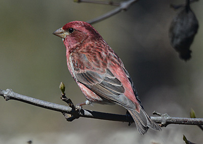 Male Purple Finch