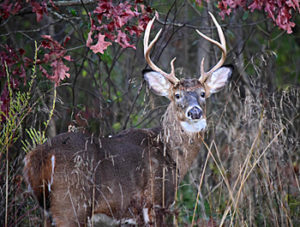 Buck in Fall