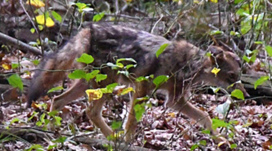 Coyote at JK Black Oak