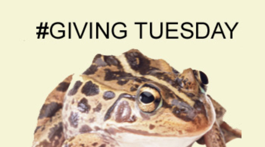 Giving Tuesday is December 1, 2020