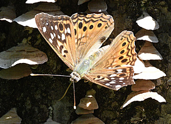 Hackberry Emperor Butterfly