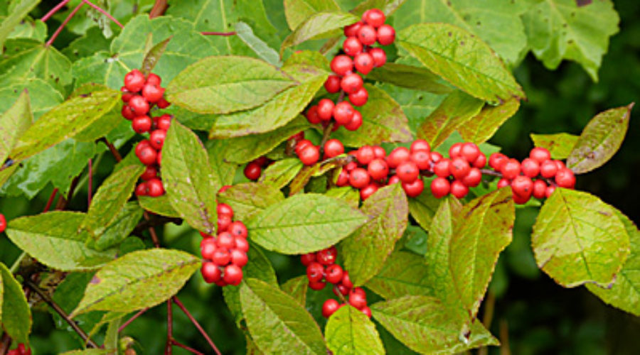 Winterberry