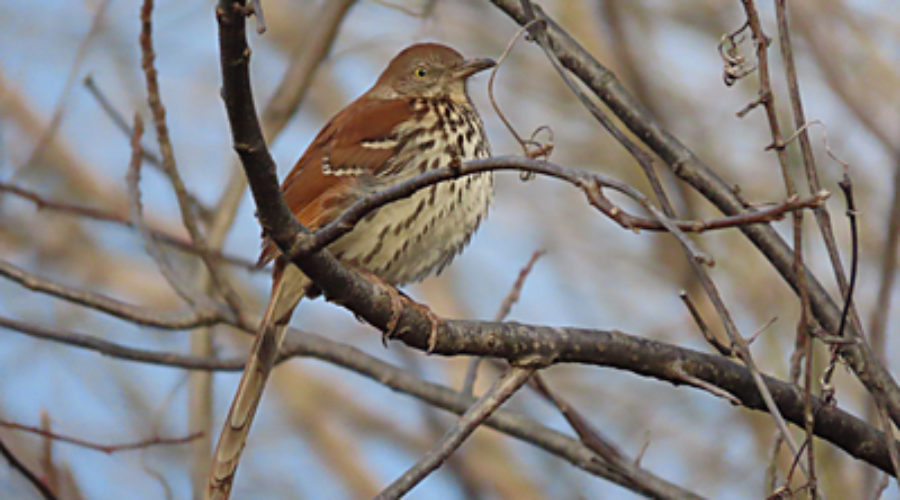 Brown Thrasher at Bles Park