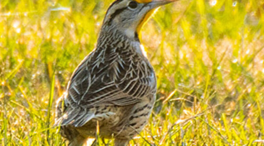 Eastern Meadowlark in the grass