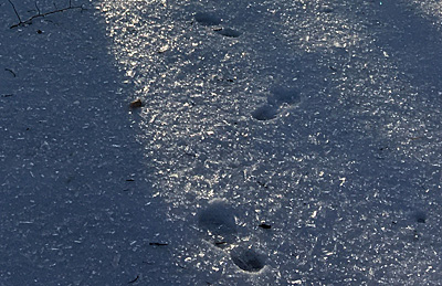 Tracks in snow
