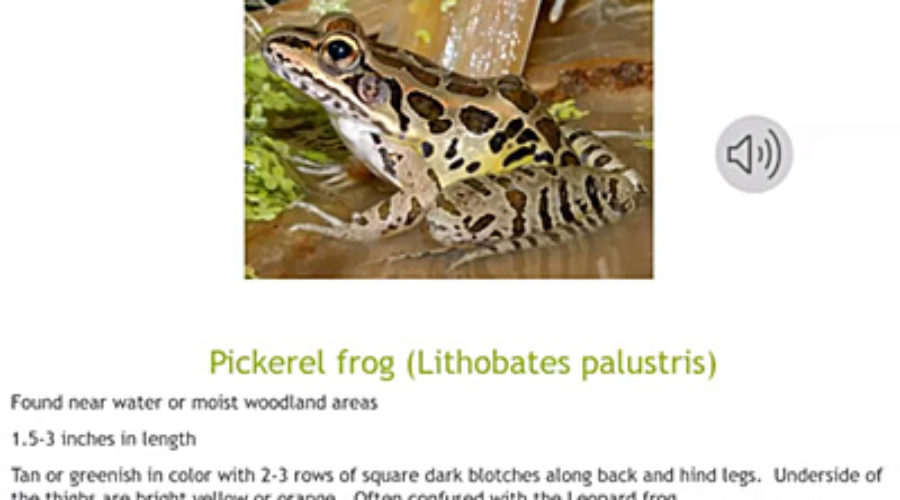 Pickerel frog