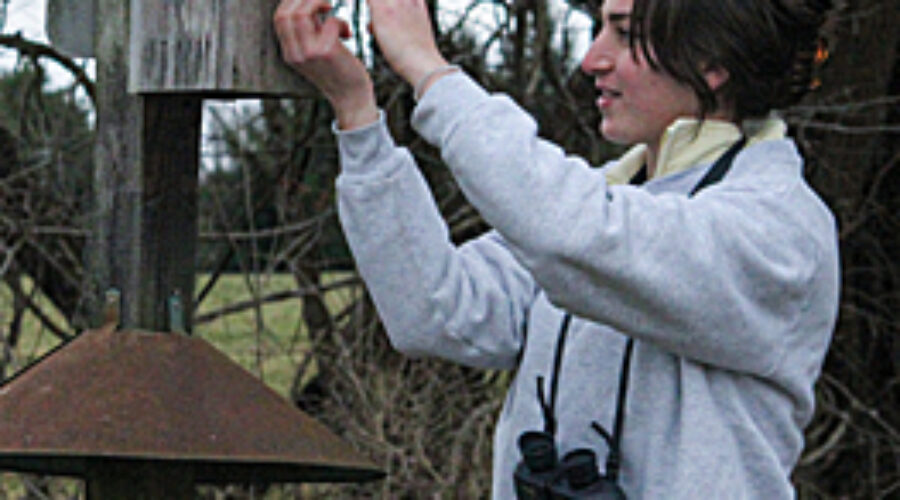 Checking a bluebird nesting box