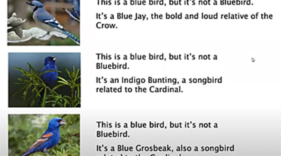 Bluebird Kickoff presentation