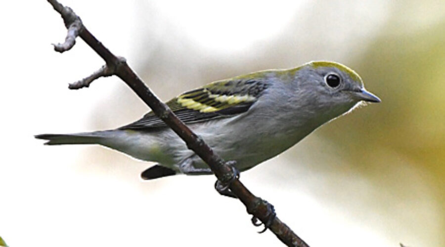 Chesnut-sided Warbler
