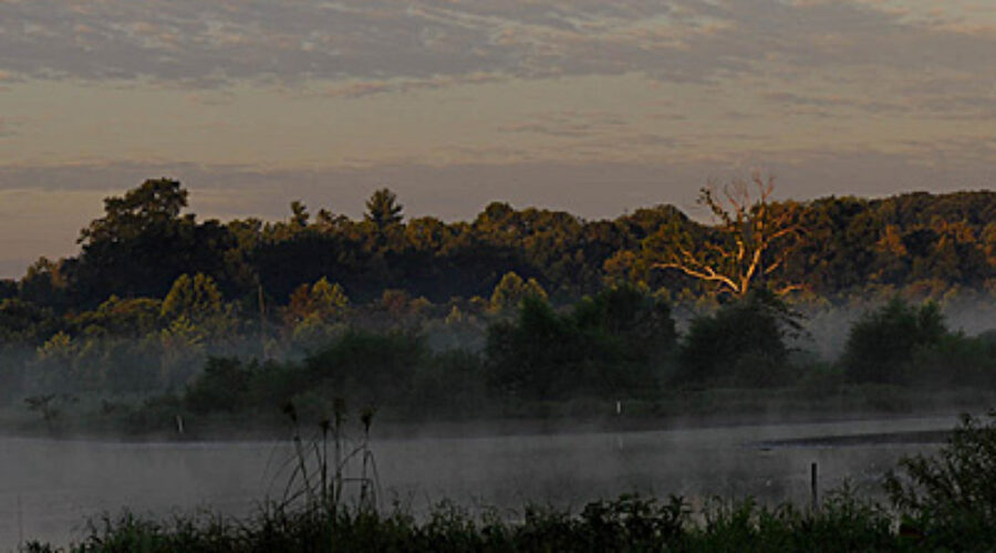 Dulles Wetlands