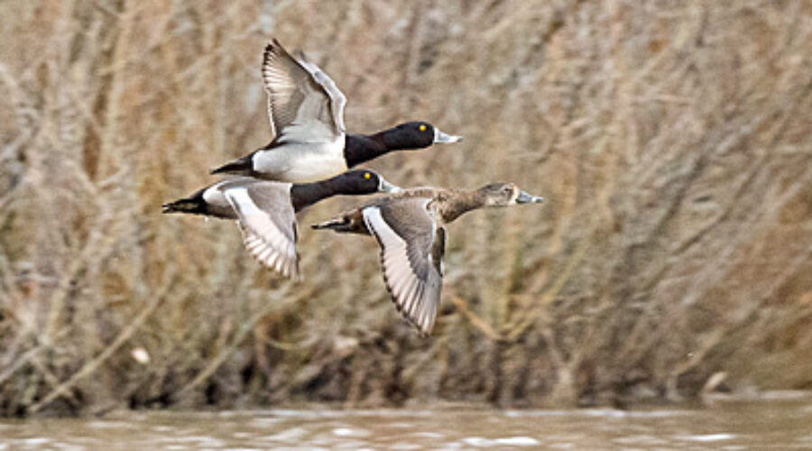 Ring-necked Ducks flying