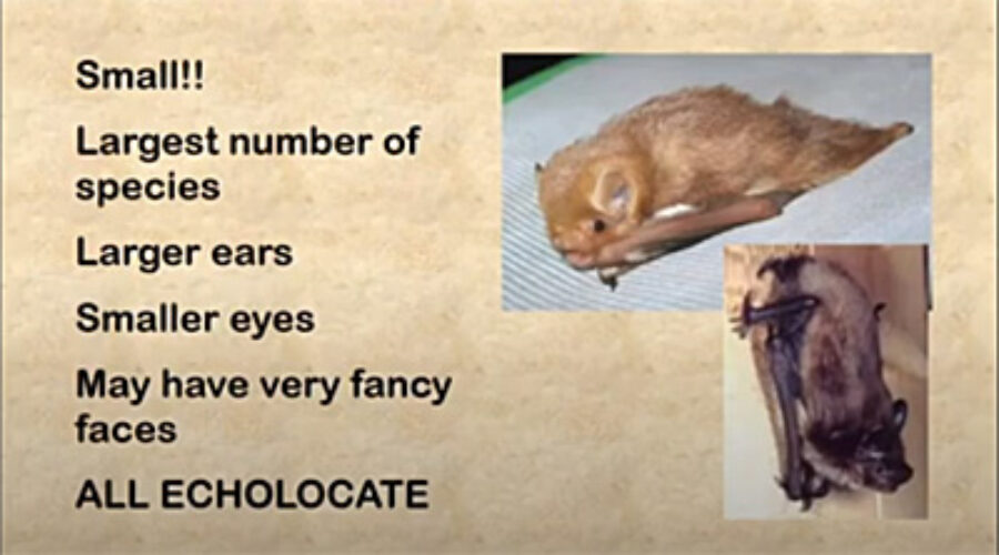 Bat information on a slide