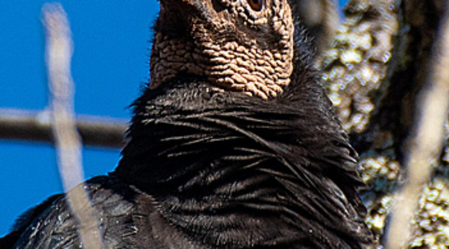 Close up of Black Vulture