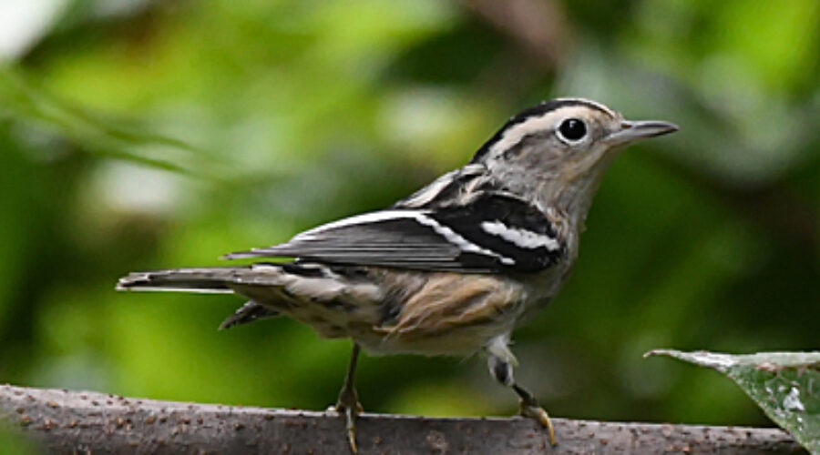 Black-and-white Warbler