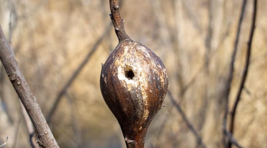 Goldenrod Gall