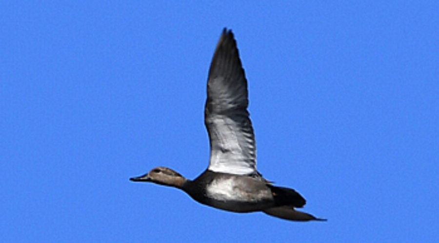duck in flight