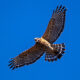 New Date:  Searching for Birds of Prey