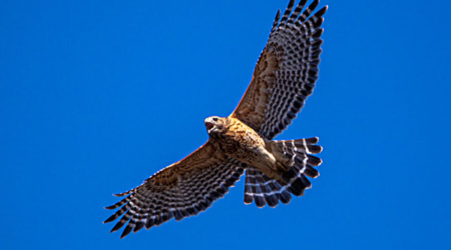 Screaming Red-shouldered Hawk in flight.
