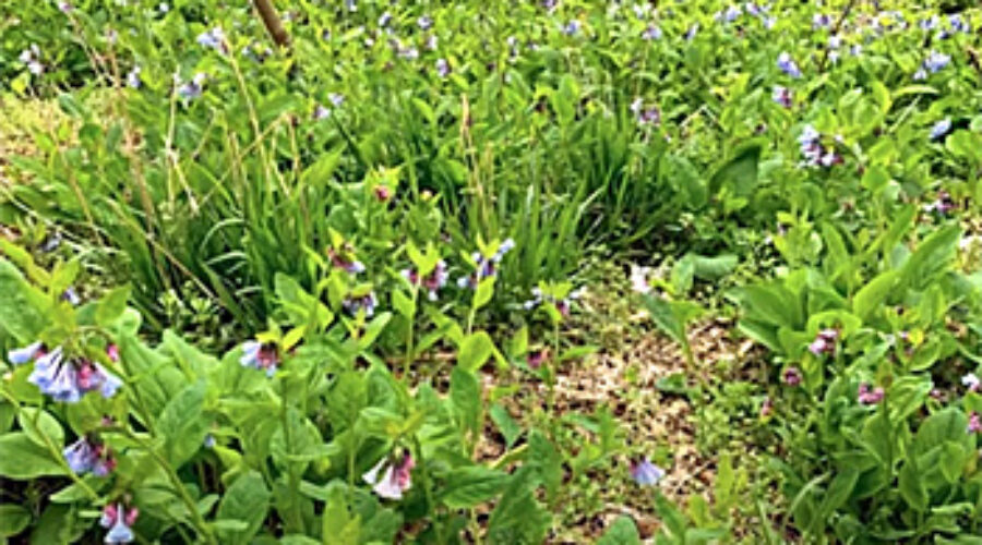 Field of Virginia Bluebells