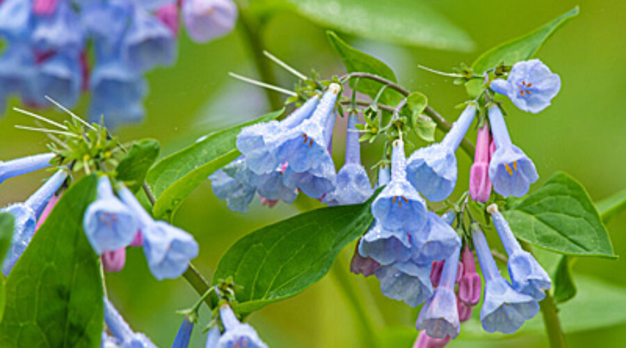 Virginia Bluebells