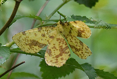 False crocus geometer moth