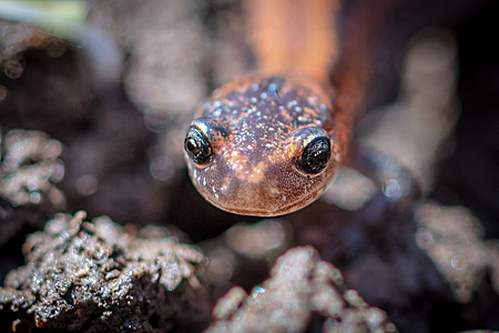 Front view of Jefferson salamander