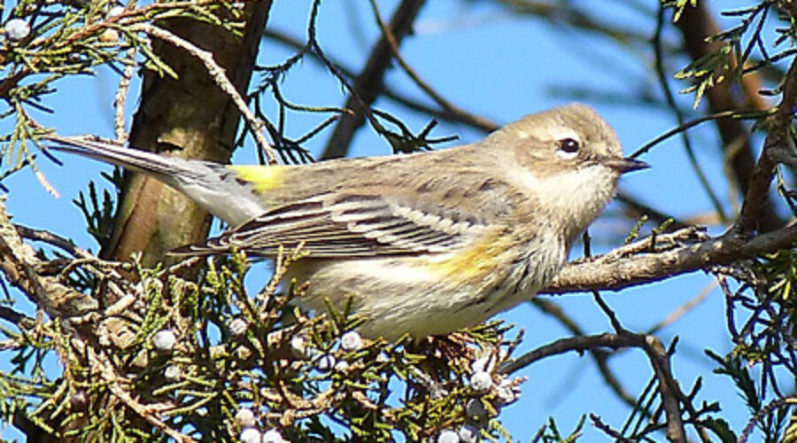 Yellow-rumped Warbler in Eastern Red Cedar