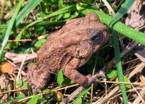 Young toad at Blue Ridge Center