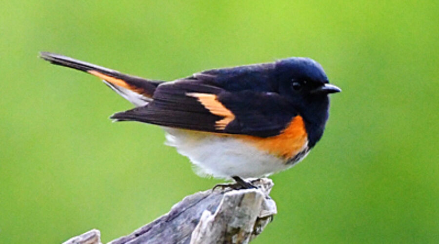 male American Redstart