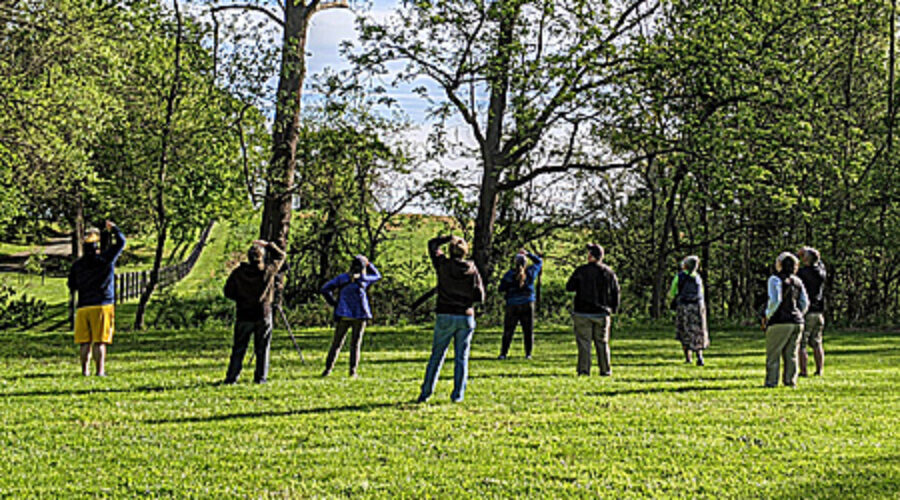 Looking for the Cape May Warbler