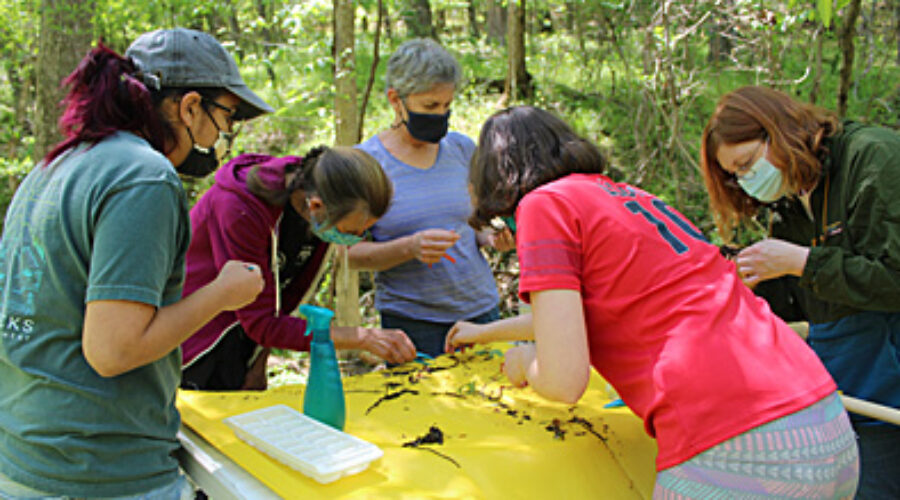 Stream Team volunteers look for macros