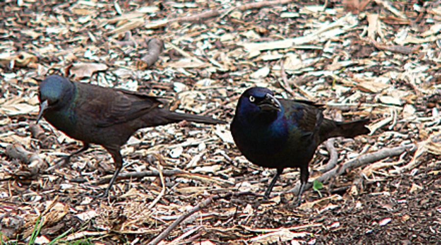 Common Grackles