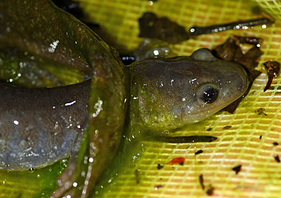 Jefferson Salamander in net