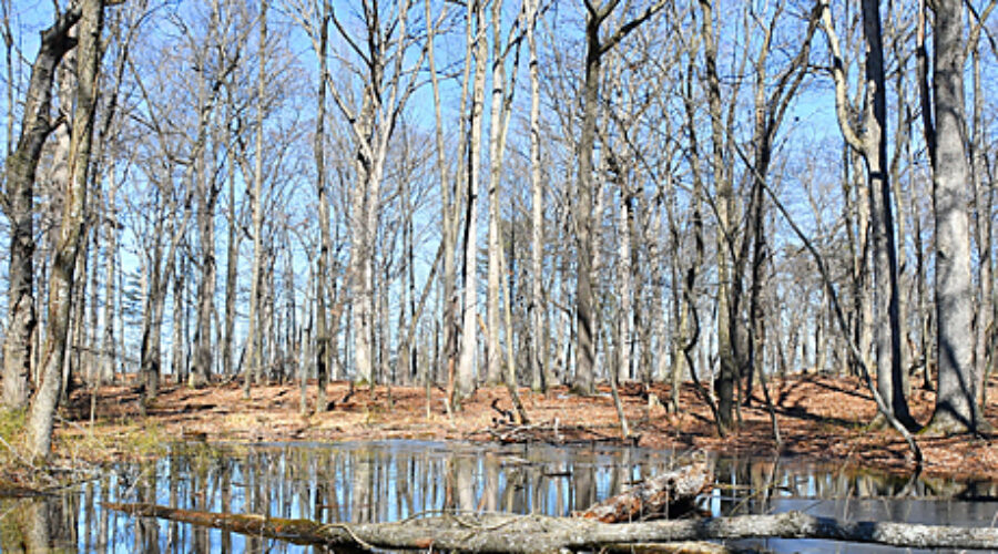 Vernal pool in woods