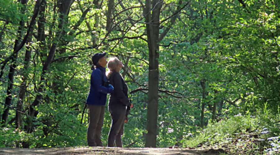 looking for a bird at BRCES