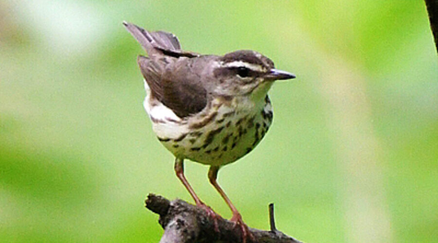 Louisiana Waterthrush