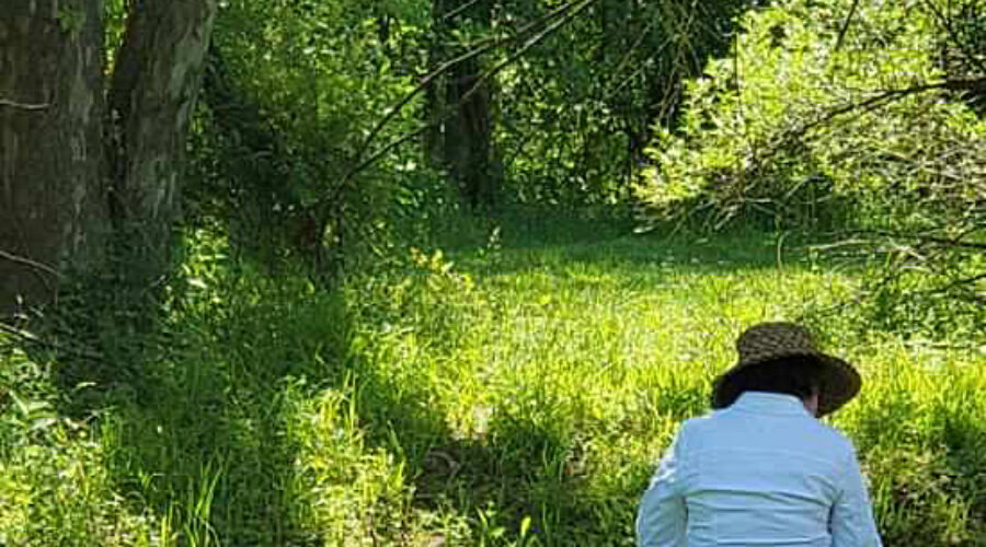 Nature Journaling at Morven Park