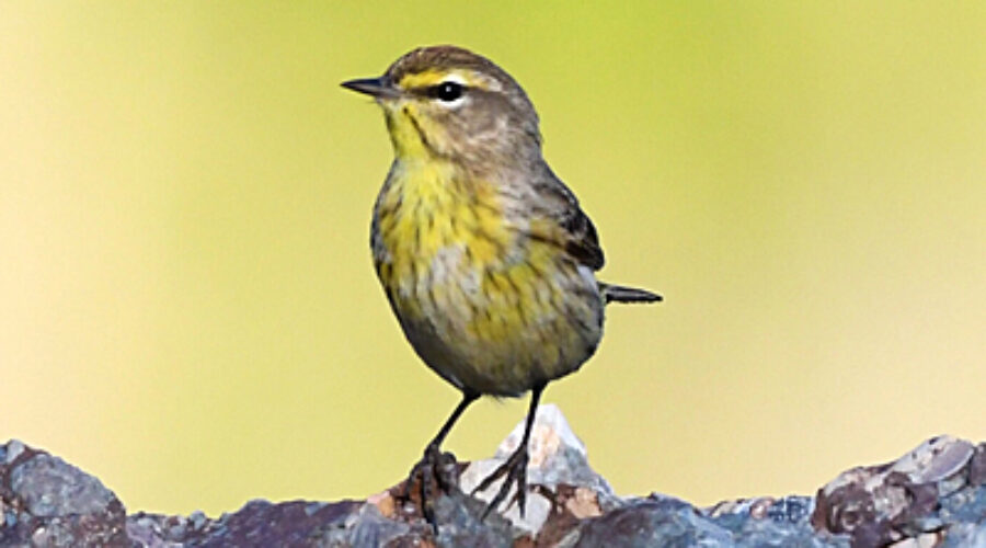 Palm Warbler